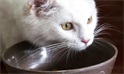 猫咪的日常饲养计划